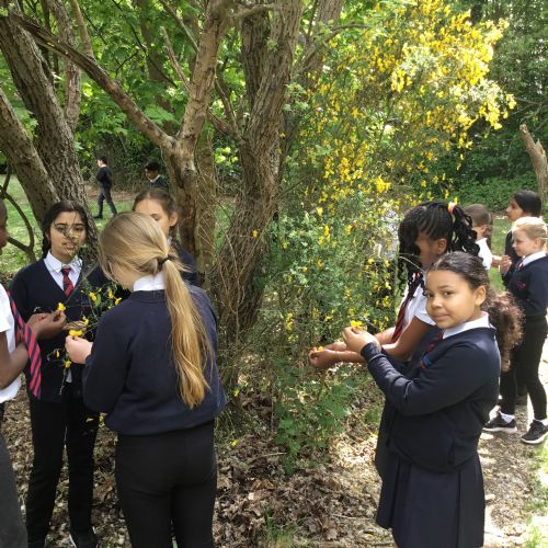 Year 5, Observing Plants