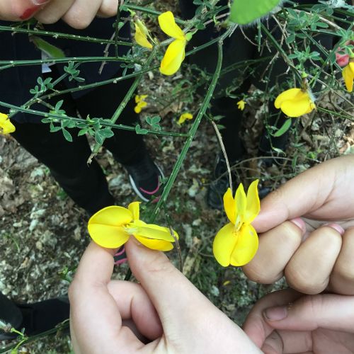 Year 5, Observing Plants