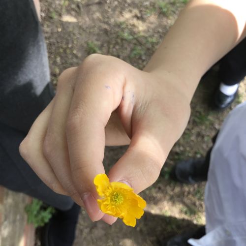 Year 5, Observing Plants