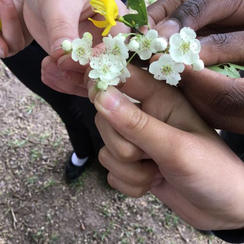 Year 5, Observing Plants