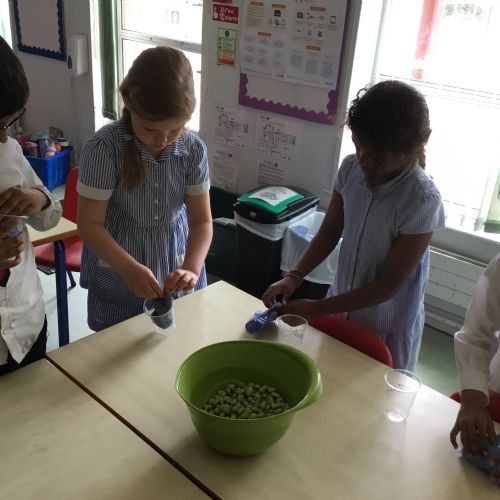 Year 2, observing and planting broad beans