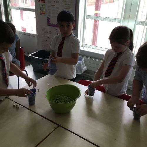Year 2, observing and planting broad beans