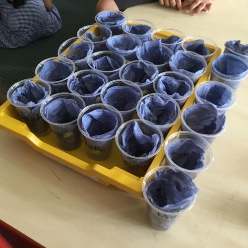 Year 2, observing and planting broad beans